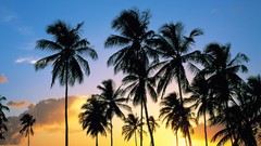 Sunset nature paradise palm trees silhouettes caribbean saint 