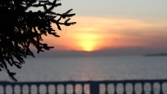 Sunset nature Plants silhouettes railings blurred background 