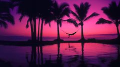 Sunset nature purple palm