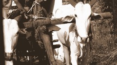 Sunset nature sepia India ox Bull beach girls tarkarli beach 