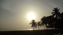 Sunset nature Trees coconut Beaches