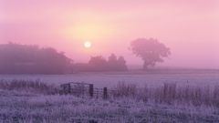 Sunset nature Trees fog