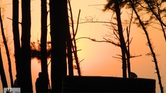 Sunset nature Trees sepia India Beaches beach girls tarkarli 