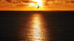 Sunset ocean orange seagulls