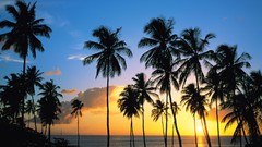 Sunset palm trees silhouettes caribbean saint lucia