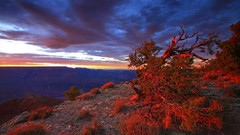 Sunset point Arizona Grand Canyon USA bushes national park