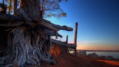 Sunset roots nature