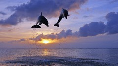Sunset Sea Animals Dolphins honduras