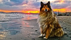 Sunset Sea Beaches collie rough