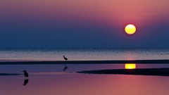 Sunset Sea Birds Beaches herons damp ground