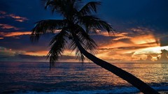 Sunset Sea clouds Beaches coconut tree