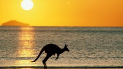 Sunset sun Australia kangaroos