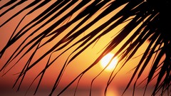 Sunset sun Jamaica silhouettes leaf palm leaves