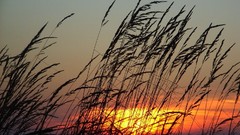 Sunset sun savannah sunlight skies windy afternoon 