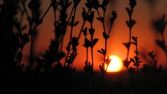 Sunset sunrise sun orange