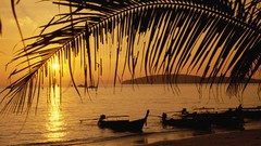 Sunset Thailand silhouettes Beaches palm leaves