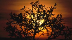 Sunset Trees Africa acacia Tanzania
