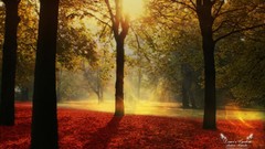 Sunset Trees Biutiful (movie)