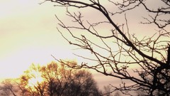 Sunset Trees clouds light skies give up