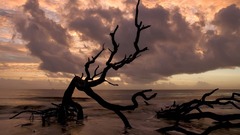 Sunset Trees Driftwood Beaches