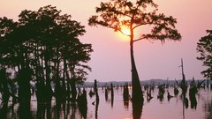 Sunset Trees louisiana