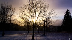 Sunset Trees snow plains Go board game