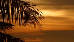 Sunset Trees tropical palm leaves