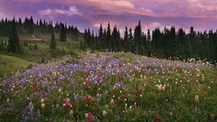 Sunset Washington Mount Rainier