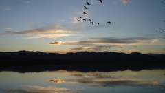 Sunset water Lake Birds reflections standley
