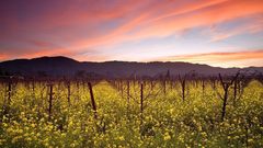 Sunset Wild mustardnapa valley