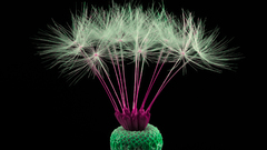 Supernatural miazole by