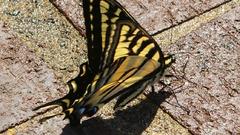 Swallowtail butterfly insect