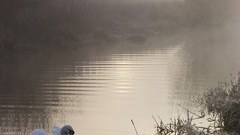 Swan in by noelbennett