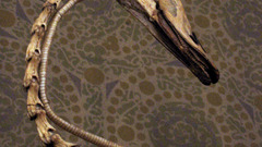 Swan neck skeleton high