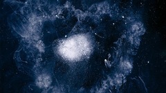 Swans high Resolution