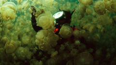Swarm diver jellyfish underwater
