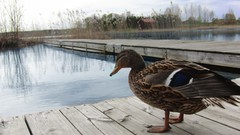 Sweden Ducks Bridges seaweed