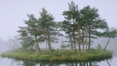 Sweden forests pine trees