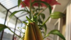 Swierszcz any Photoshop work