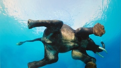 Swimming elephants