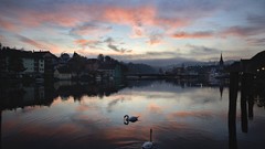 Switzerland Swans rhine