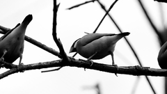 Synchronising by juliekoesmarno