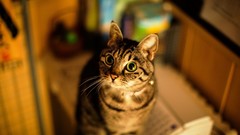 Tabby green eyes pets american shorthair