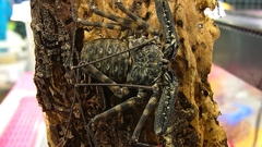 Tailless whip scorpion bigtailless