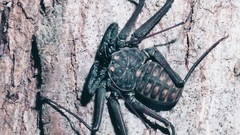 Tailless whip scorpion insect