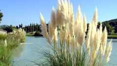 Tails cats cat cattails