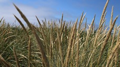 Tall grass