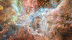 Tarantula big have My