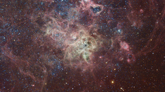 Tarantula MOORE) high