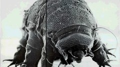 Tardigrada Jesus Christ Phone